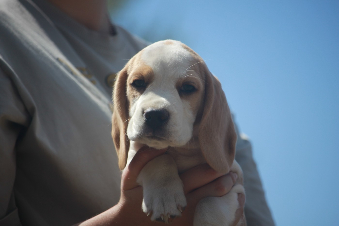 de la Magie de l'Argoat - Chiots disponibles - Beagle