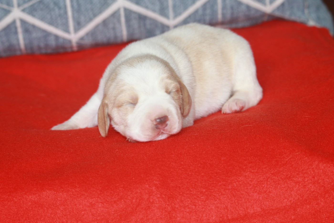 de la Magie de l'Argoat - Chiots disponibles - Beagle