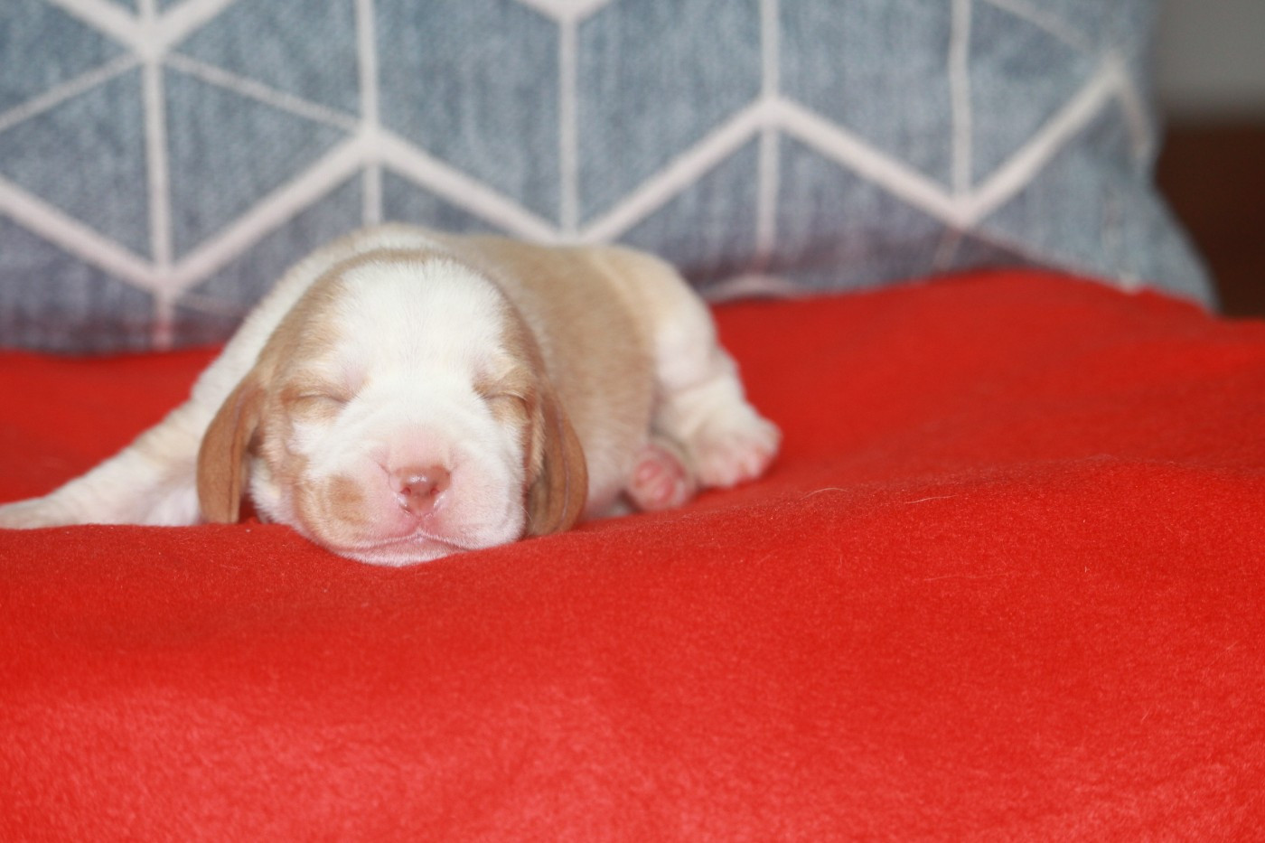 de la Magie de l'Argoat - Chiots disponibles - Beagle