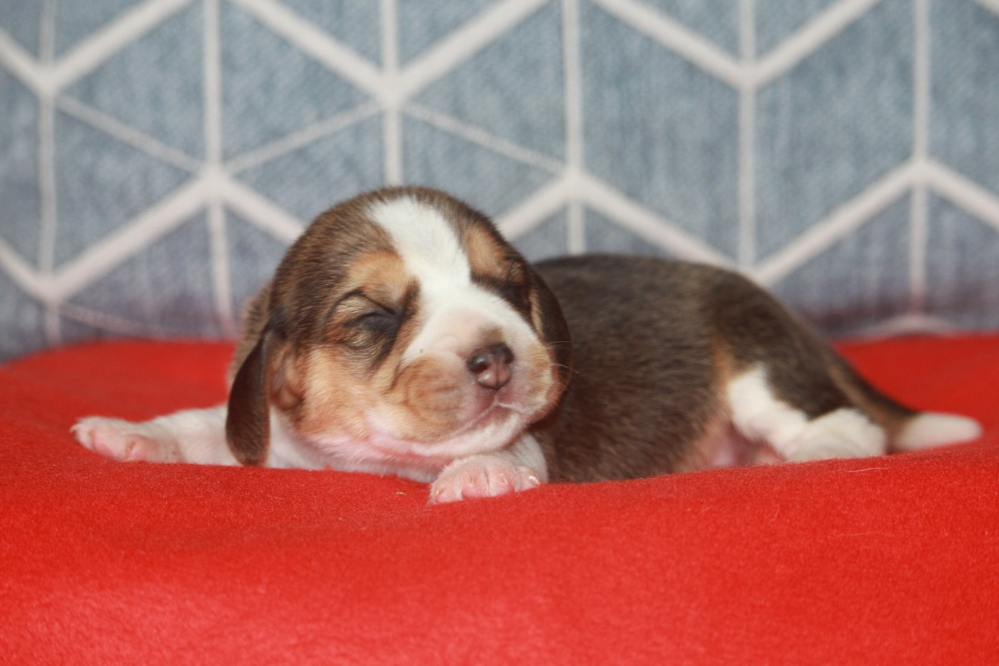 de la Magie de l'Argoat - Chiots disponibles - Beagle