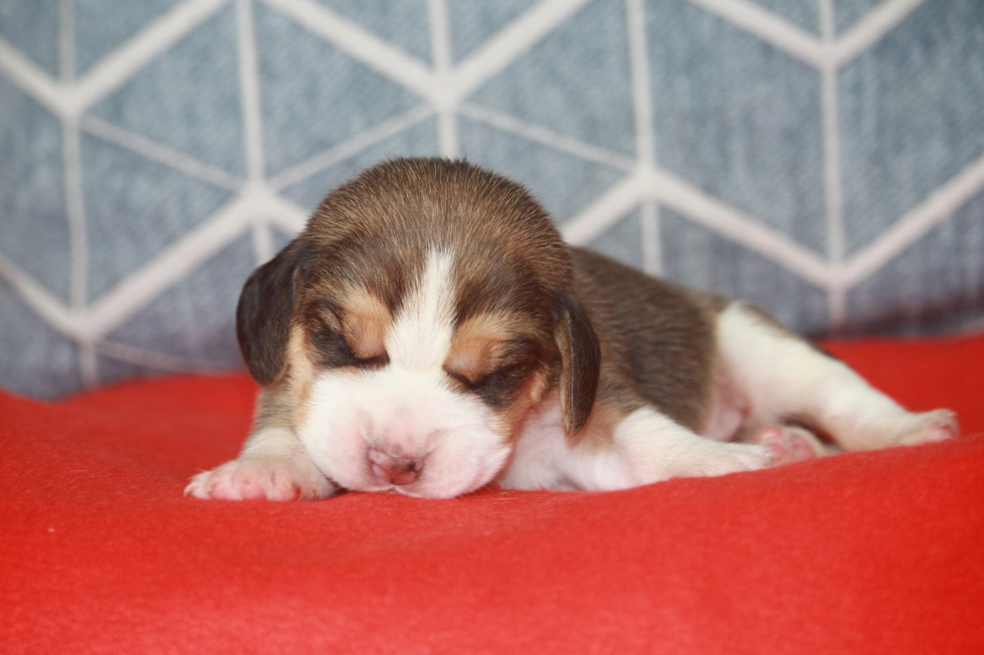 de la Magie de l'Argoat - Chiots disponibles - Beagle