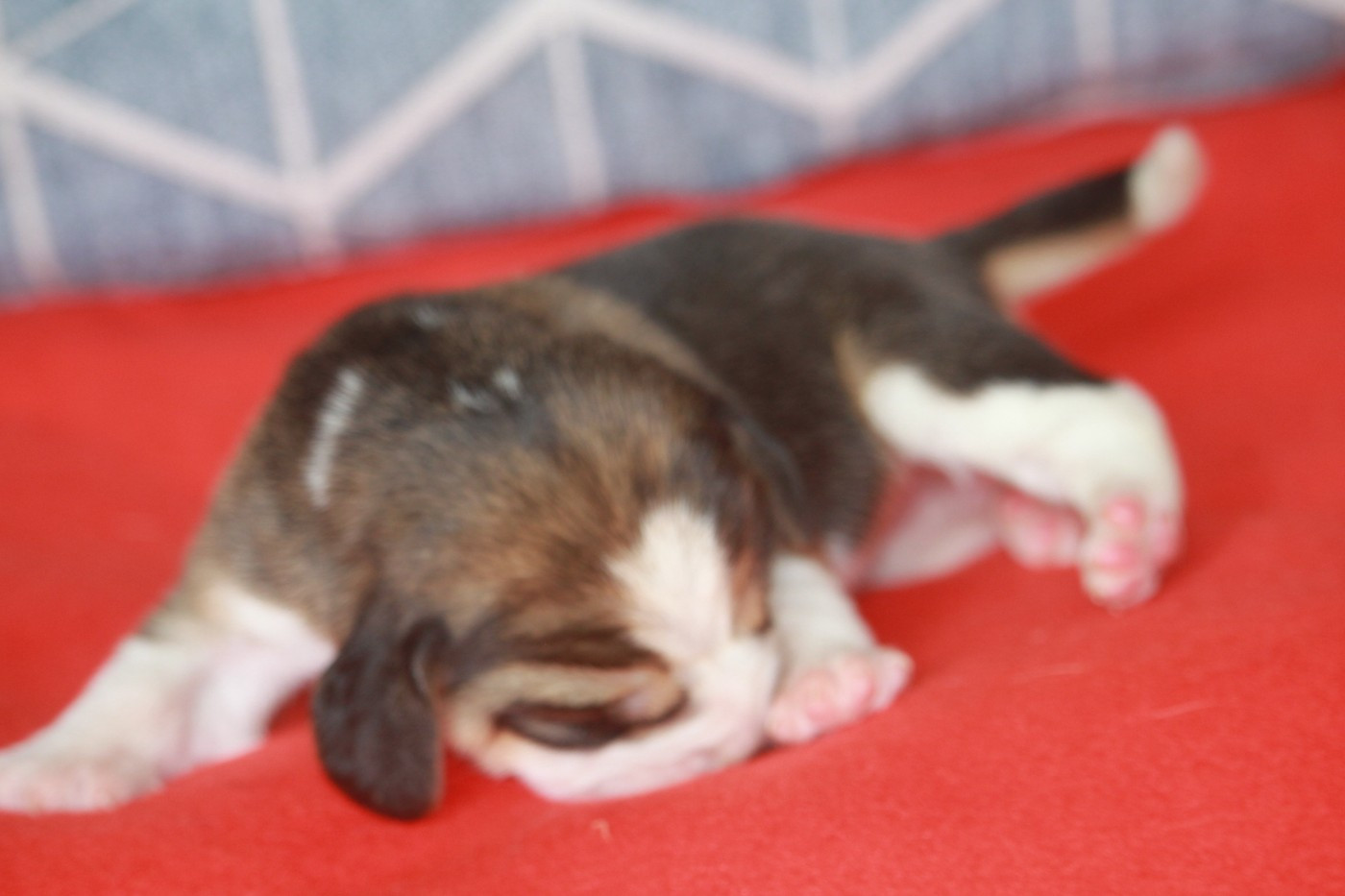 de la Magie de l'Argoat - Chiots disponibles - Beagle