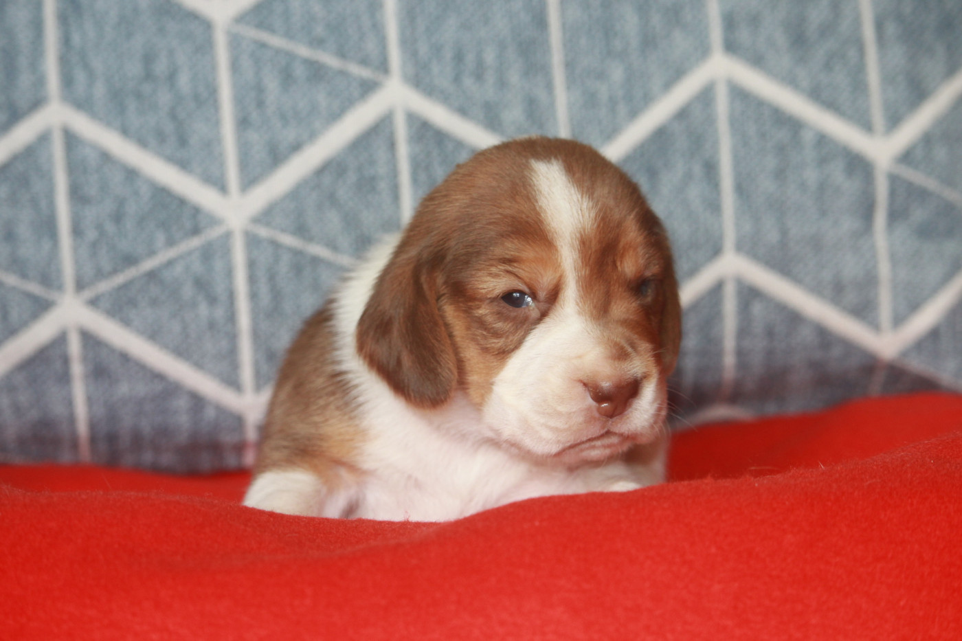 de la Magie de l'Argoat - Chiots disponibles - Beagle