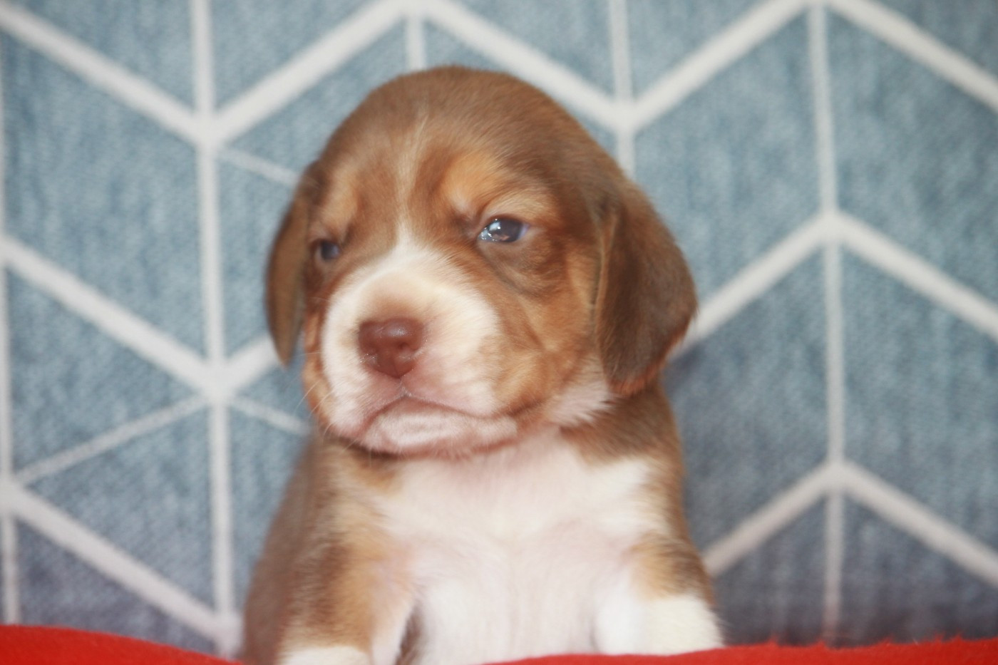 de la Magie de l'Argoat - Chiots disponibles - Beagle