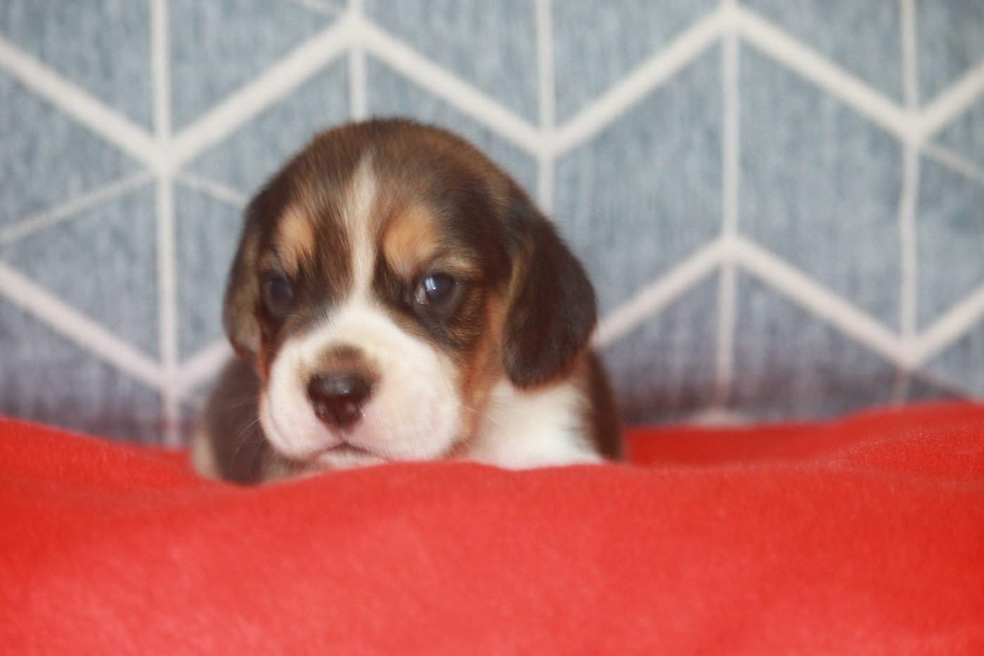de la Magie de l'Argoat - Chiots disponibles - Beagle