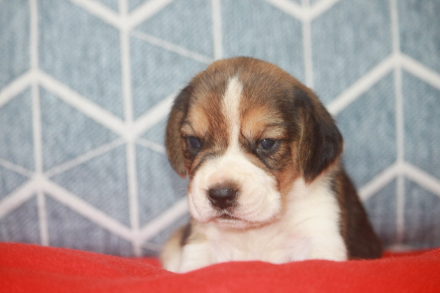 de la Magie de l'Argoat - Chiots disponibles - Beagle