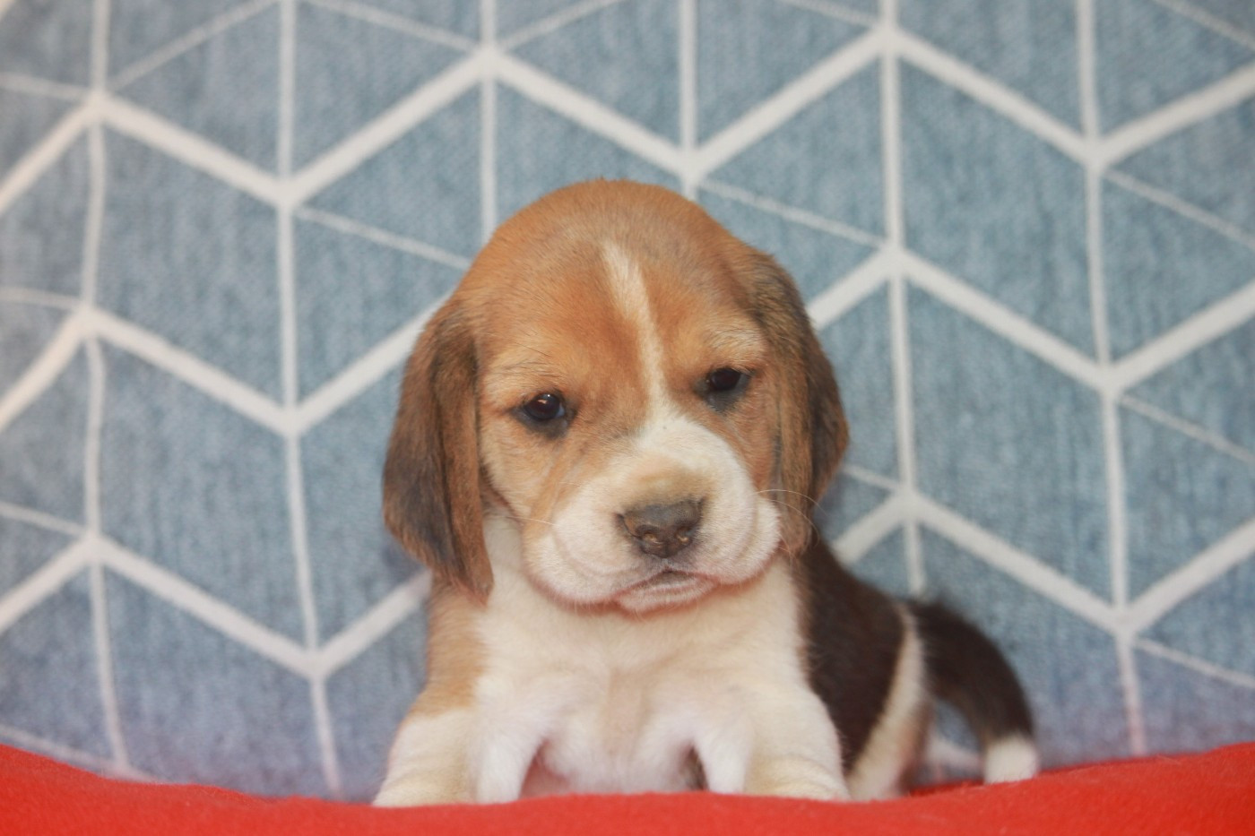 de la Magie de l'Argoat - Chiots disponibles - Beagle