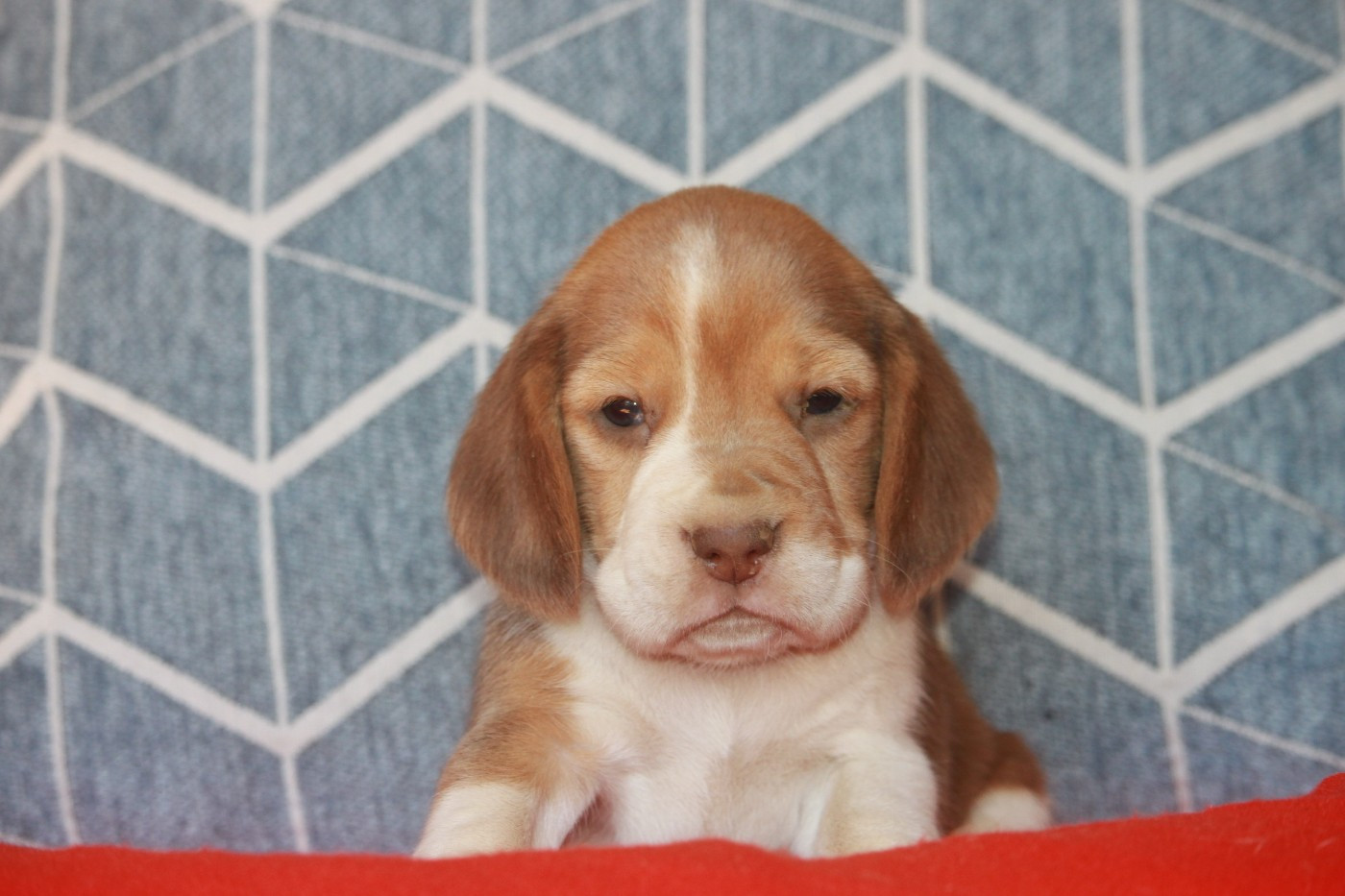 de la Magie de l'Argoat - Chiots disponibles - Beagle
