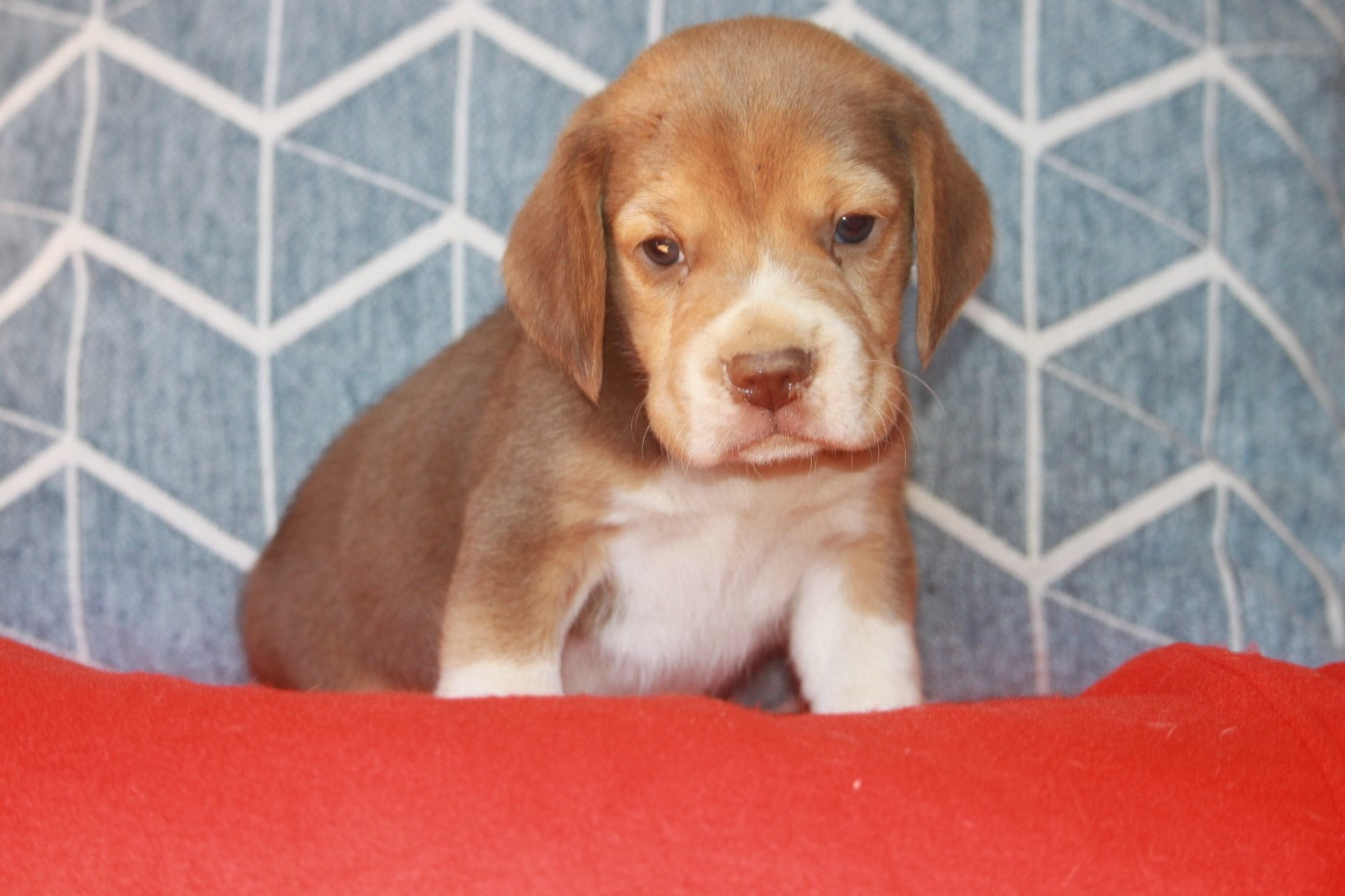 de la Magie de l'Argoat - Chiots disponibles - Beagle