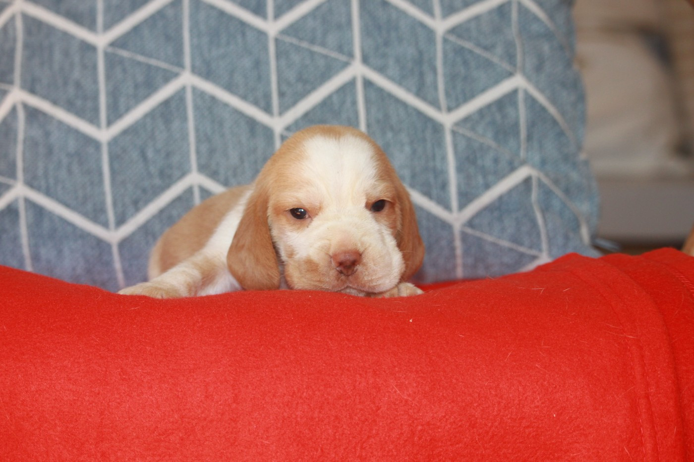 de la Magie de l'Argoat - Chiots disponibles - Beagle