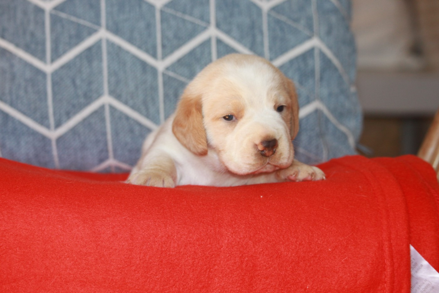 de la Magie de l'Argoat - Chiots disponibles - Beagle