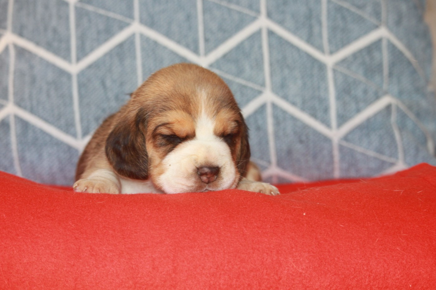 de la Magie de l'Argoat - Chiots disponibles - Beagle