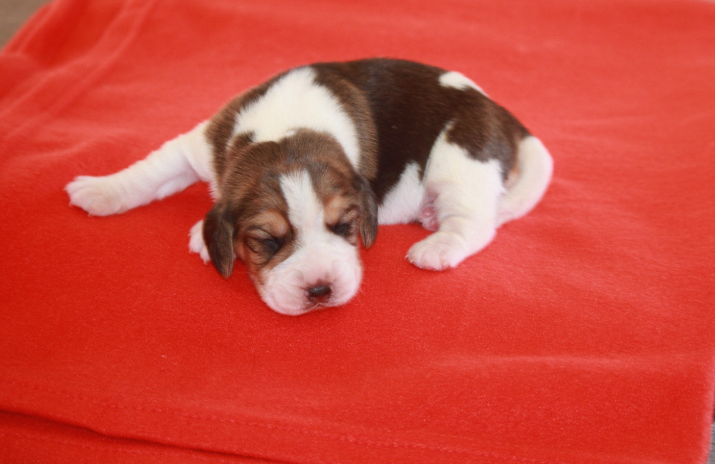 de la Magie de l'Argoat - Chiots disponibles - Beagle