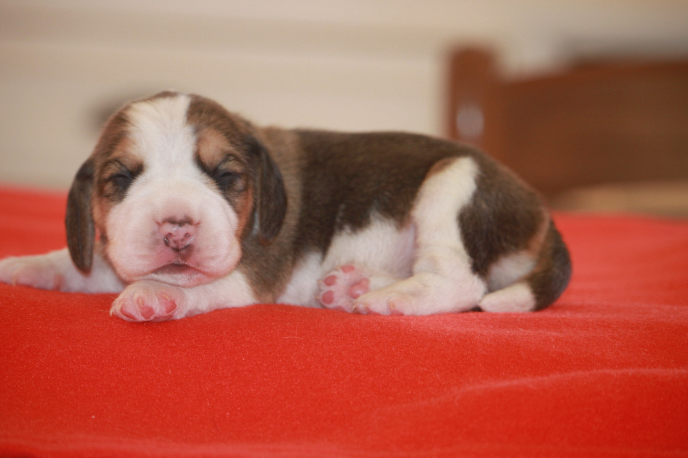 de la Magie de l'Argoat - Chiots disponibles - Beagle
