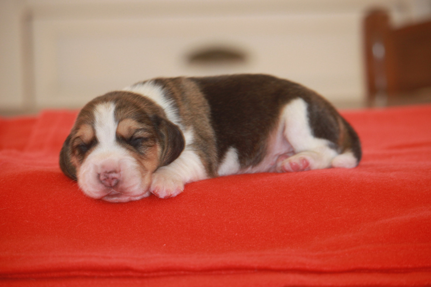 de la Magie de l'Argoat - Chiots disponibles - Beagle