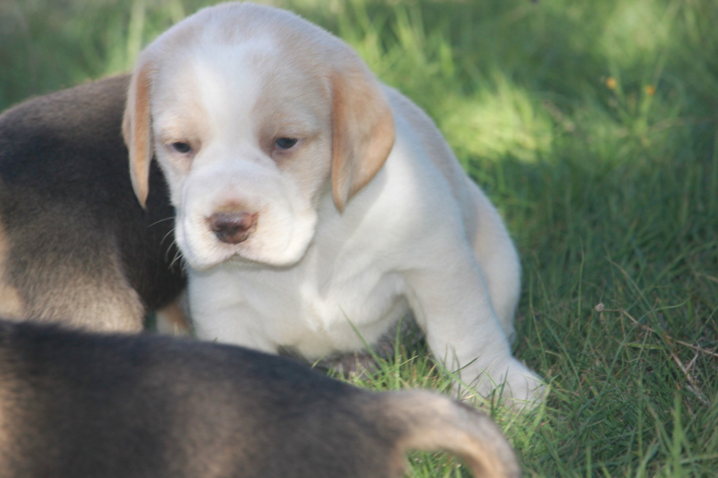 de la Magie de l'Argoat - Chiots disponibles - Beagle