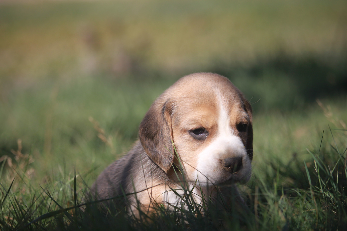 de la Magie de l'Argoat - Chiots disponibles - Beagle