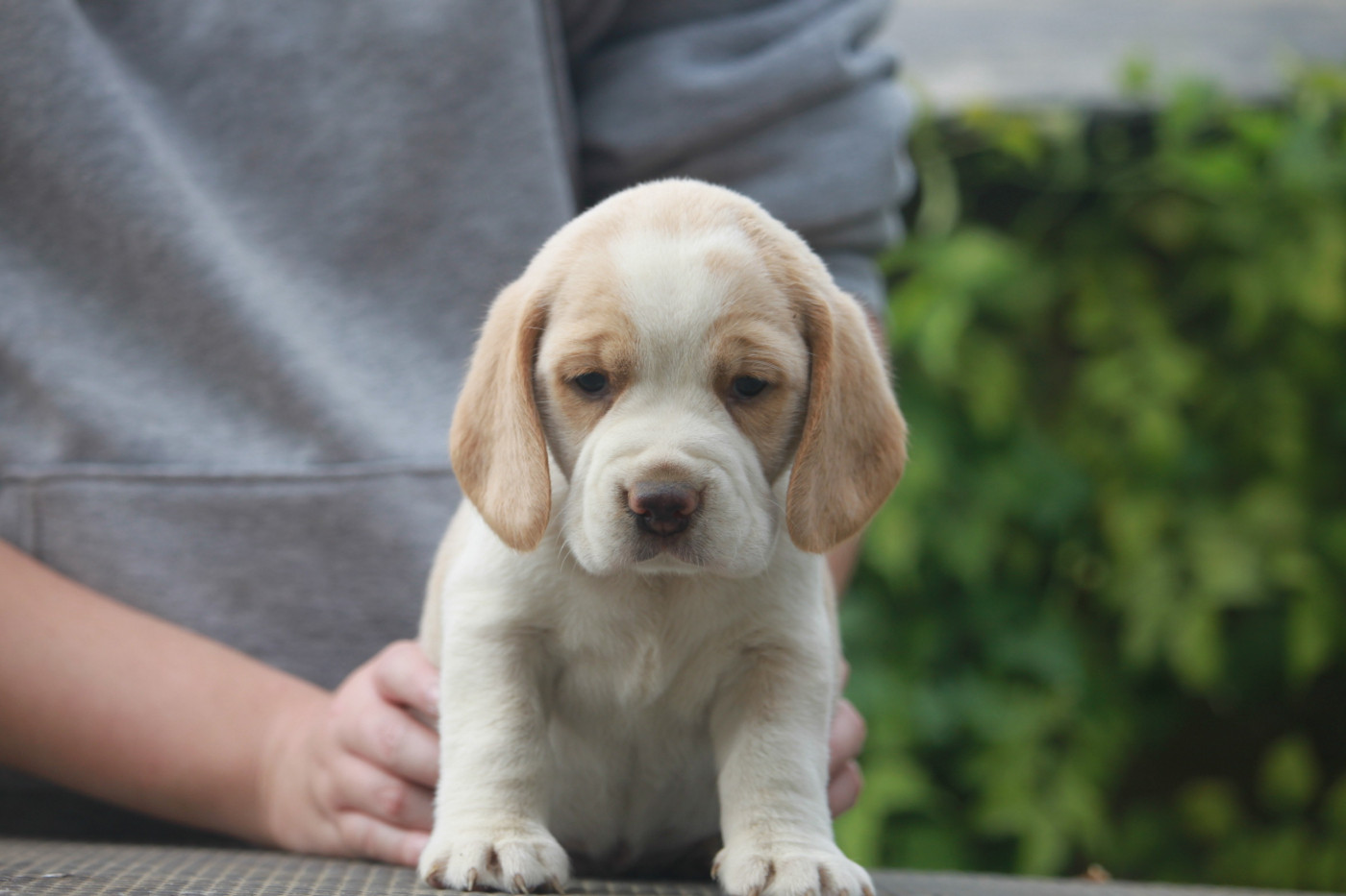 de la Magie de l'Argoat - Chiots disponibles - Beagle