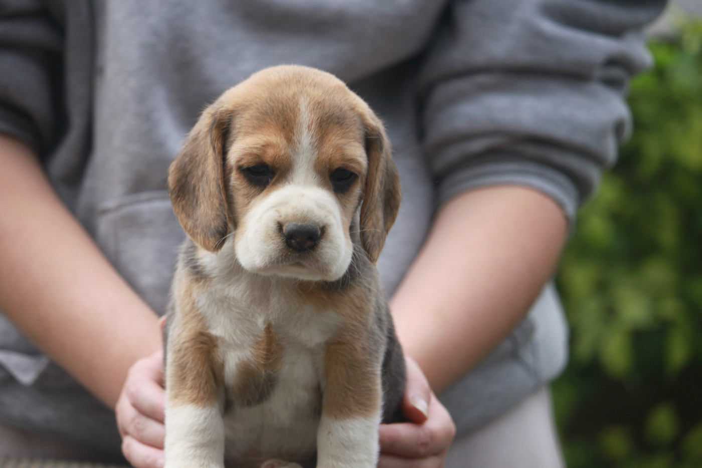 de la Magie de l'Argoat - Chiots disponibles - Beagle