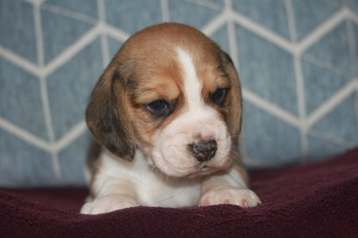 de la Magie de l'Argoat - Chiots disponibles - Beagle