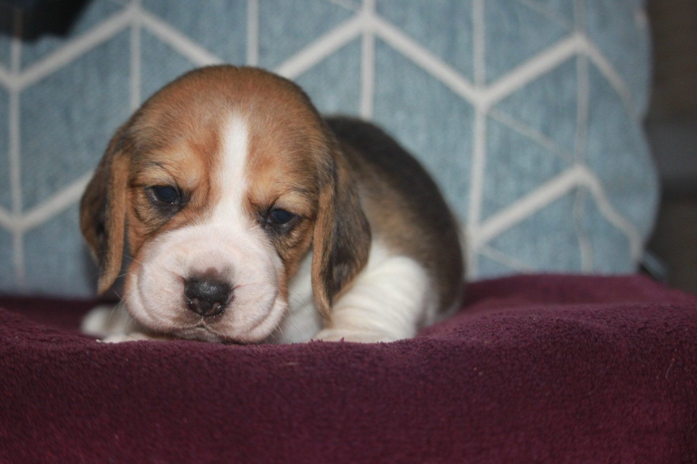 de la Magie de l'Argoat - Chiots disponibles - Beagle