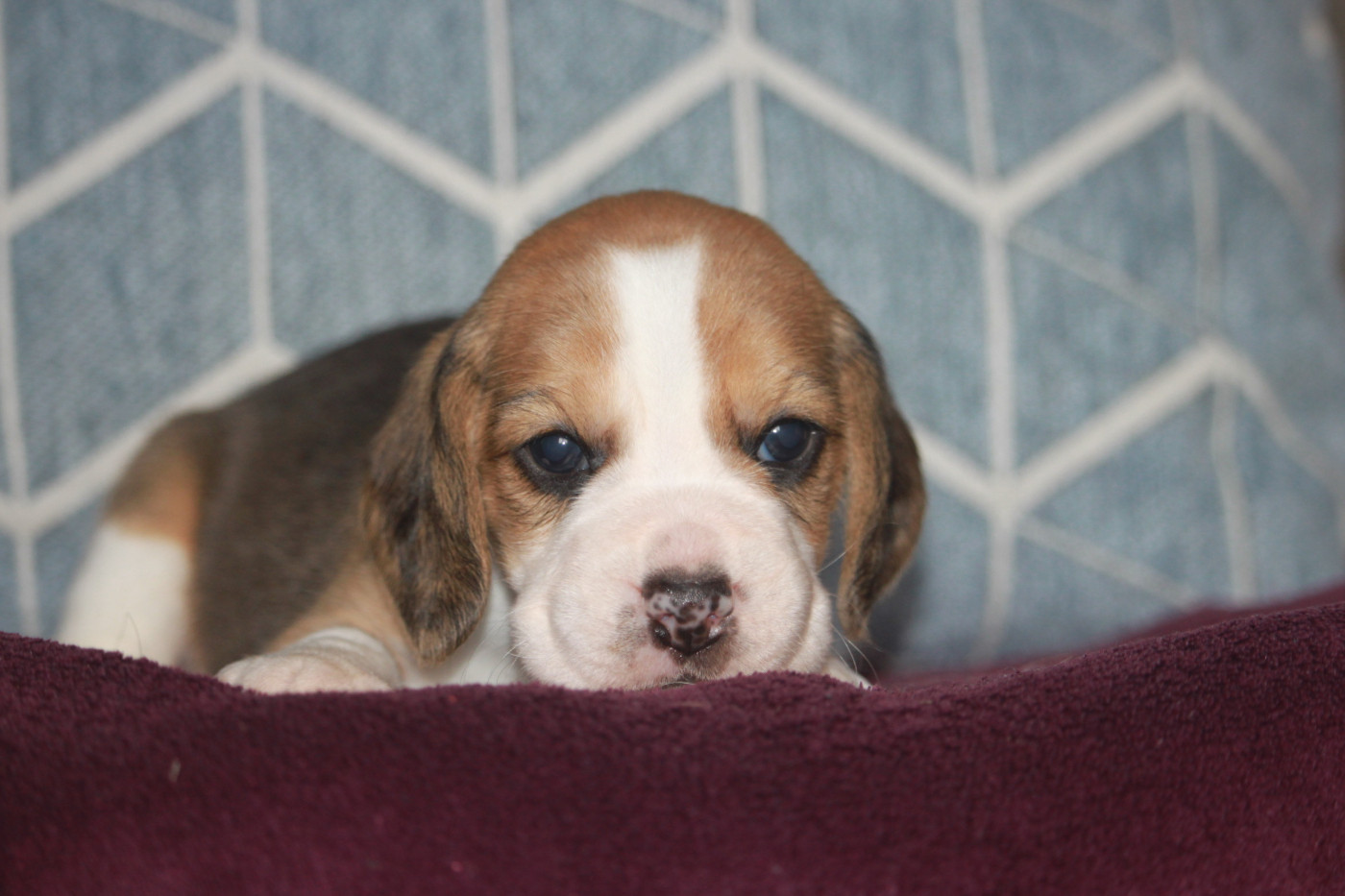 de la Magie de l'Argoat - Chiots disponibles - Beagle