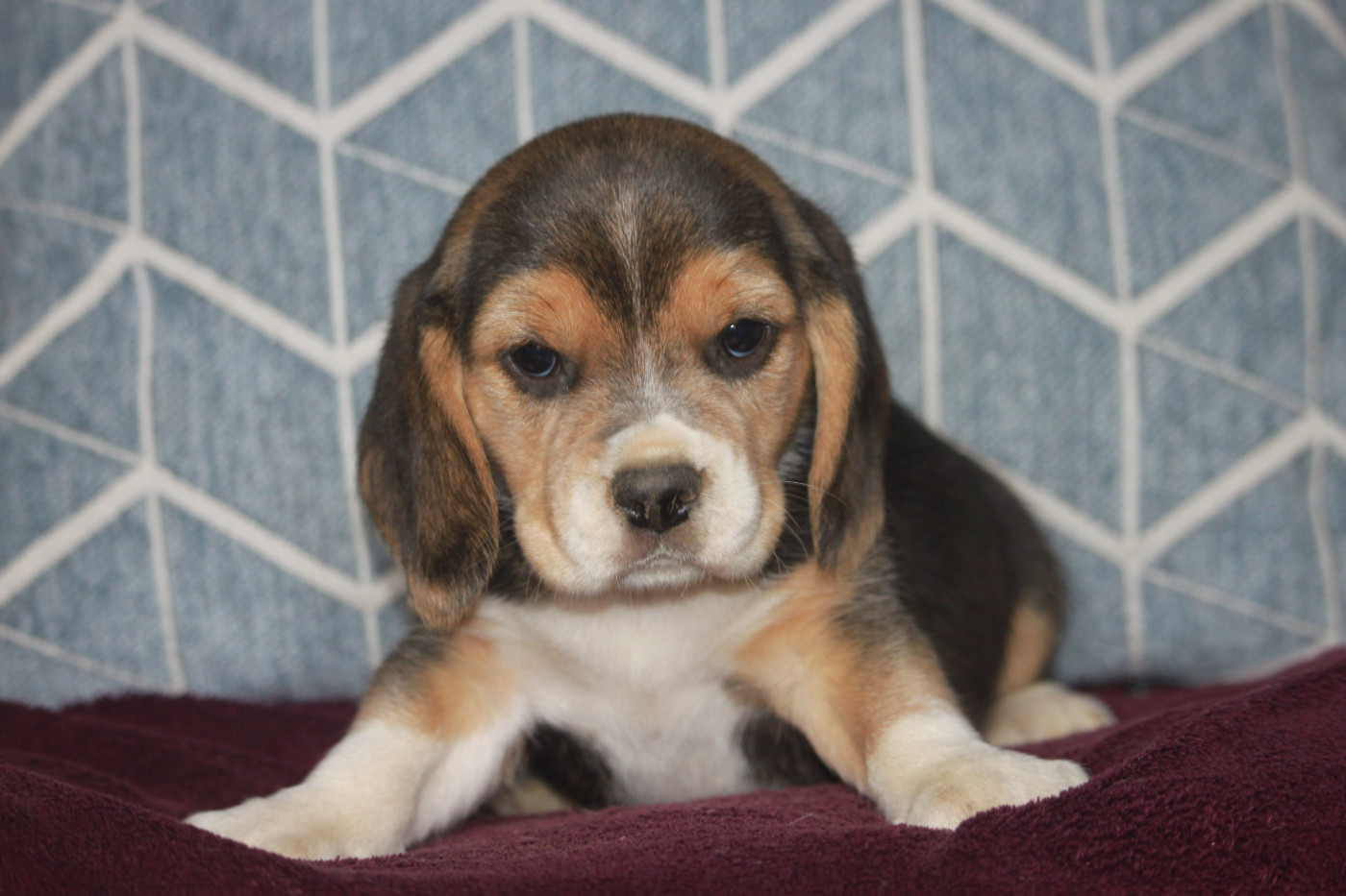 de la Magie de l'Argoat - Chiots disponibles - Beagle