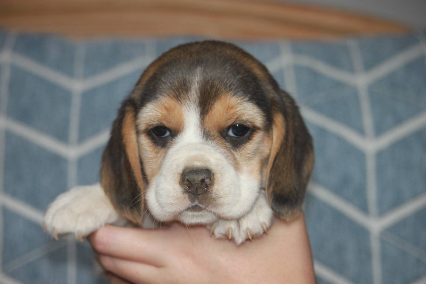 de la Magie de l'Argoat - Chiots disponibles - Beagle