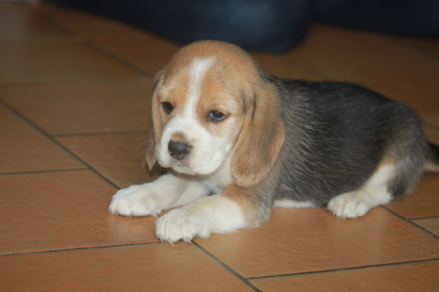 de la Magie de l'Argoat - Chiots disponibles - Beagle