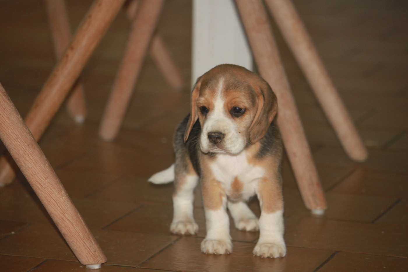 de la Magie de l'Argoat - Chiots disponibles - Beagle