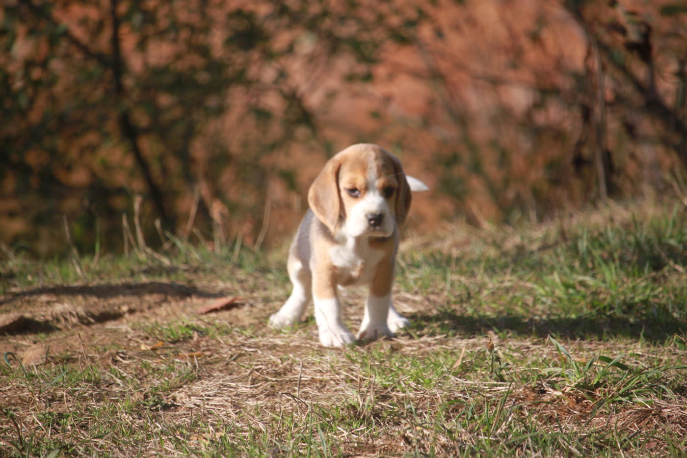 de la Magie de l'Argoat - Chiots disponibles - Beagle