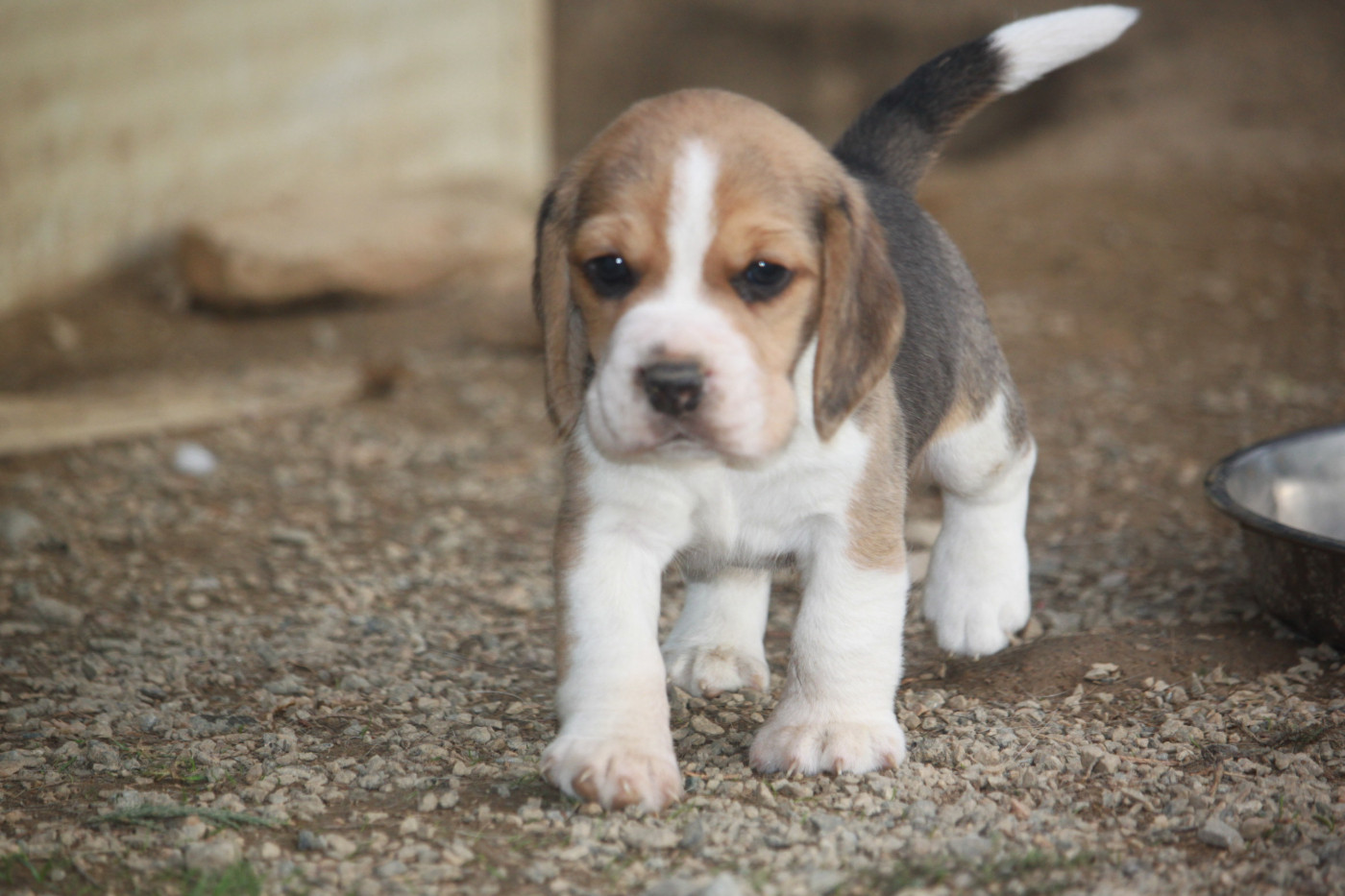 de la Magie de l'Argoat - Chiots disponibles - Beagle