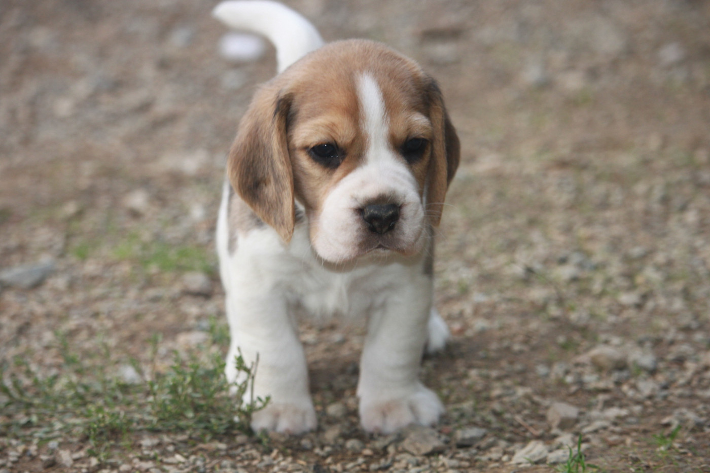 de la Magie de l'Argoat - Chiots disponibles - Beagle