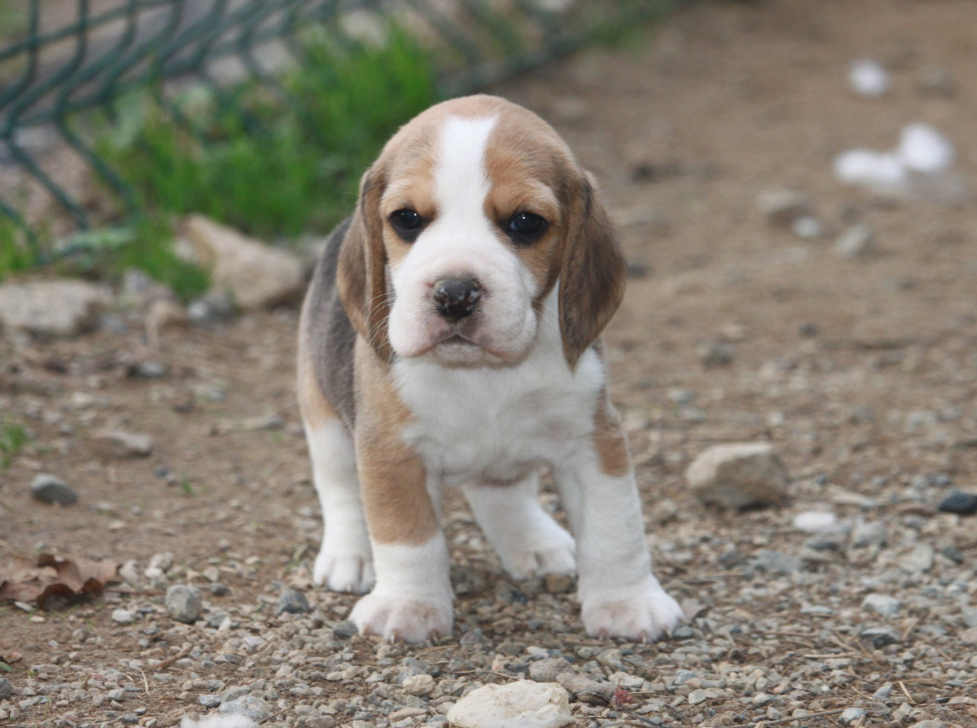 de la Magie de l'Argoat - Chiots disponibles - Beagle