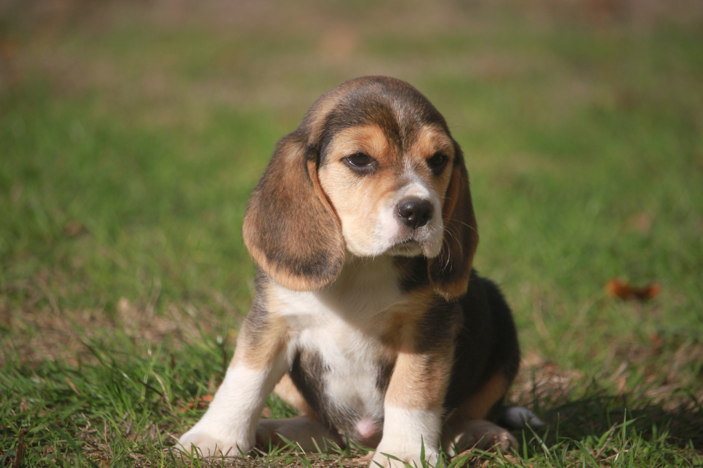 de la Magie de l'Argoat - Chiots disponibles - Beagle