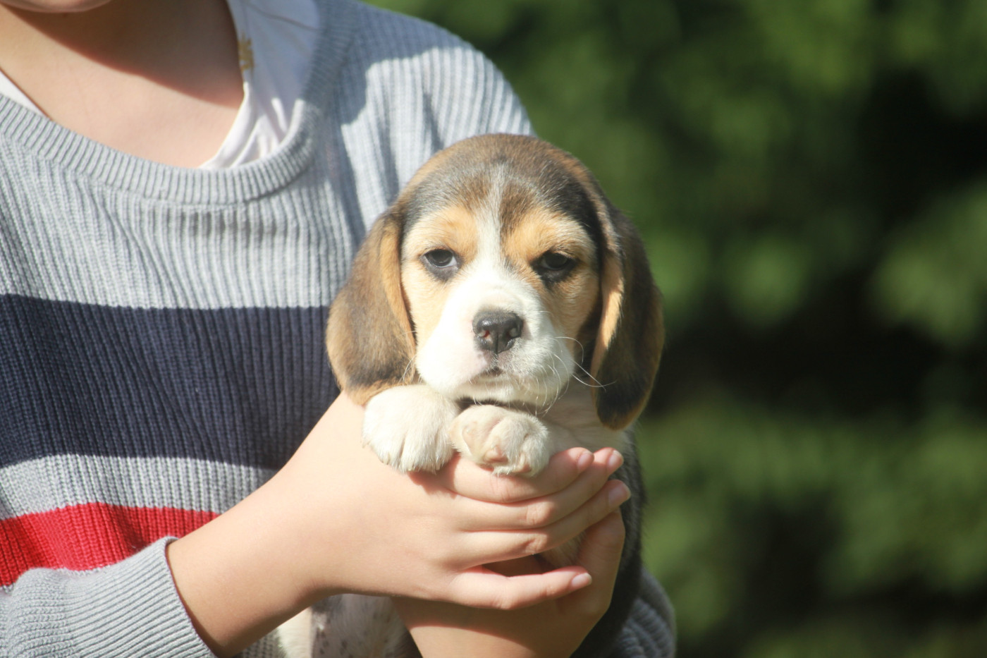 de la Magie de l'Argoat - Chiots disponibles - Beagle