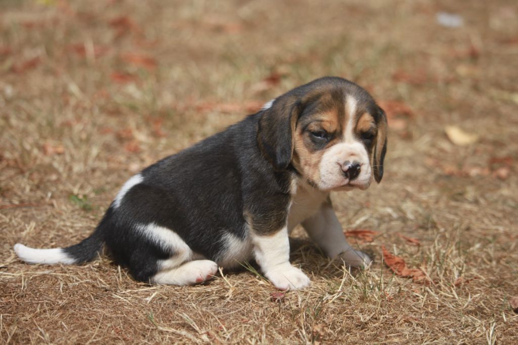 de la Magie de l'Argoat - Chiots disponibles - Beagle