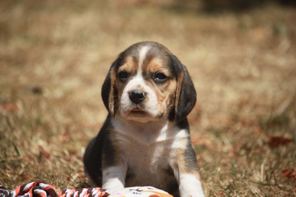 de la Magie de l'Argoat - Chiots disponibles - Beagle