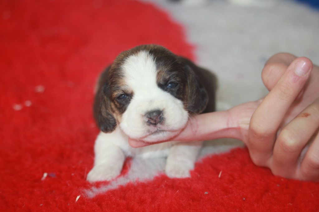 de la Magie de l'Argoat - Chiots disponibles - Beagle