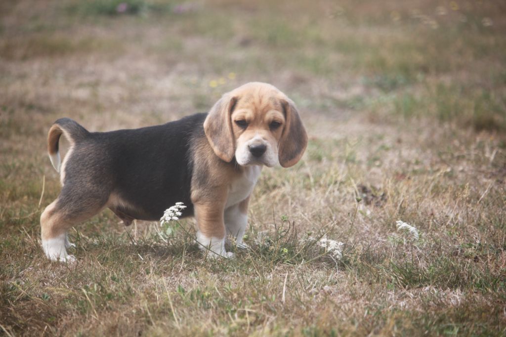 de la Magie de l'Argoat - Chiots disponibles - Beagle