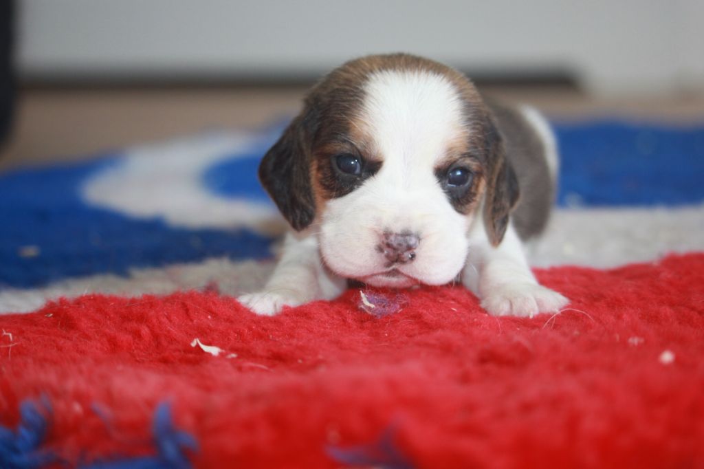 de la Magie de l'Argoat - Chiots disponibles - Beagle