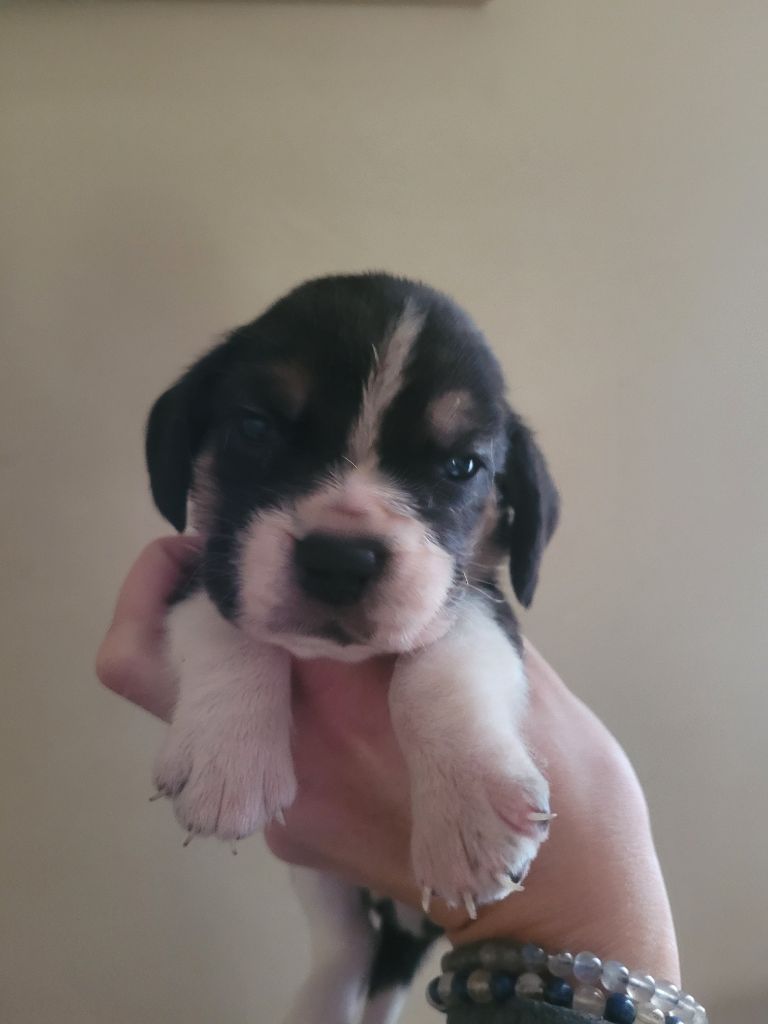 de la Magie de l'Argoat - Chiots disponibles - Beagle