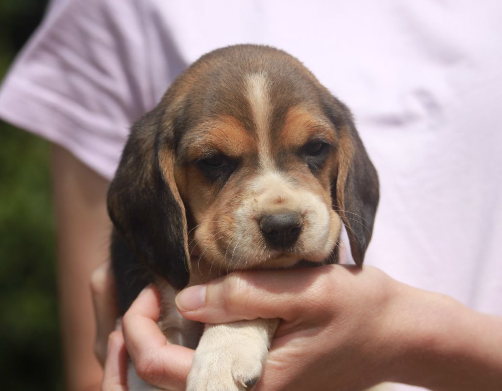de la Magie de l'Argoat - Chiots disponibles - Beagle