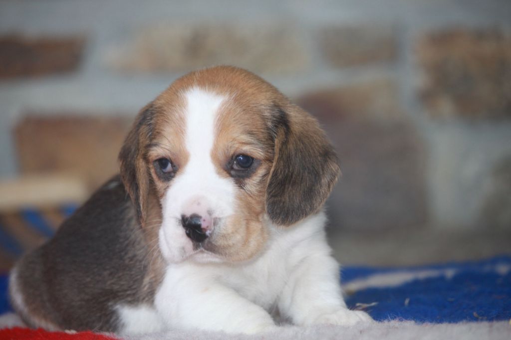 de la Magie de l'Argoat - Chiots disponibles - Beagle