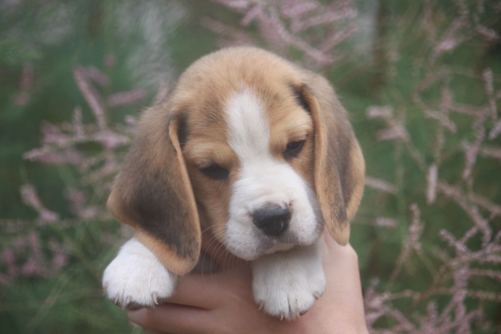 de la Magie de l'Argoat - Chiots disponibles - Beagle