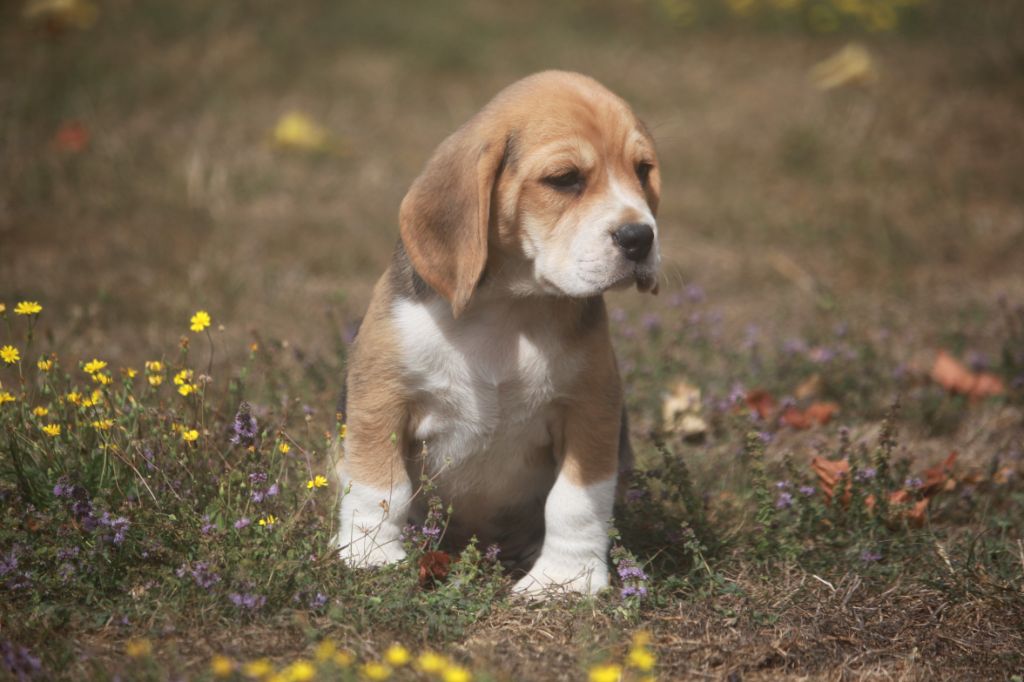 de la Magie de l'Argoat - Chiots disponibles - Beagle