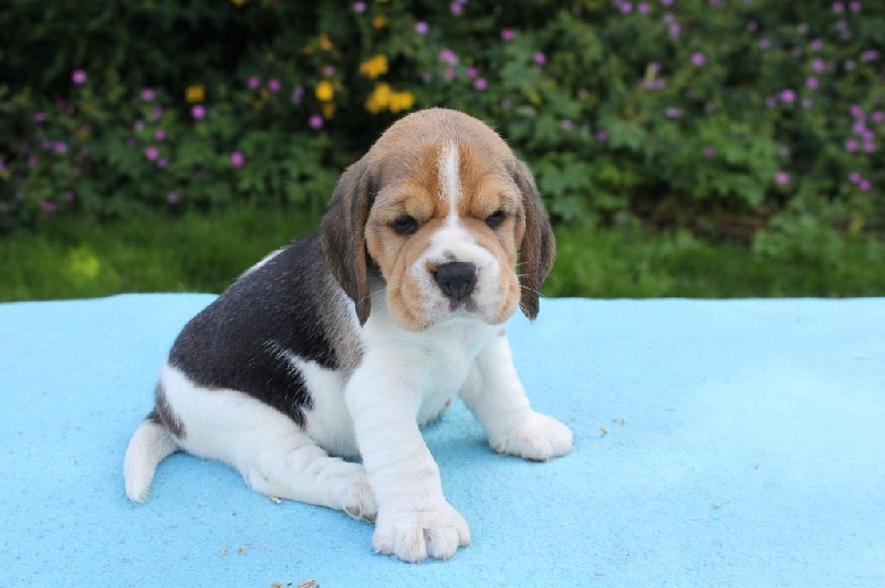 de la Magie de l'Argoat - Beagle - Portée née le 11/06/2014