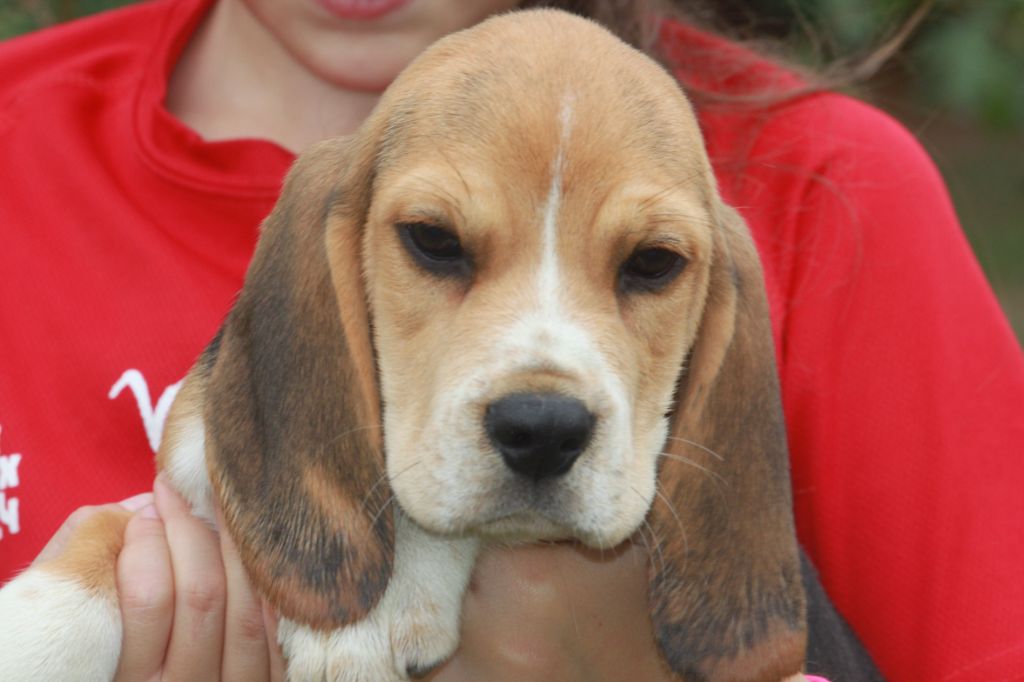 de la Magie de l'Argoat - Chiots disponibles - Beagle