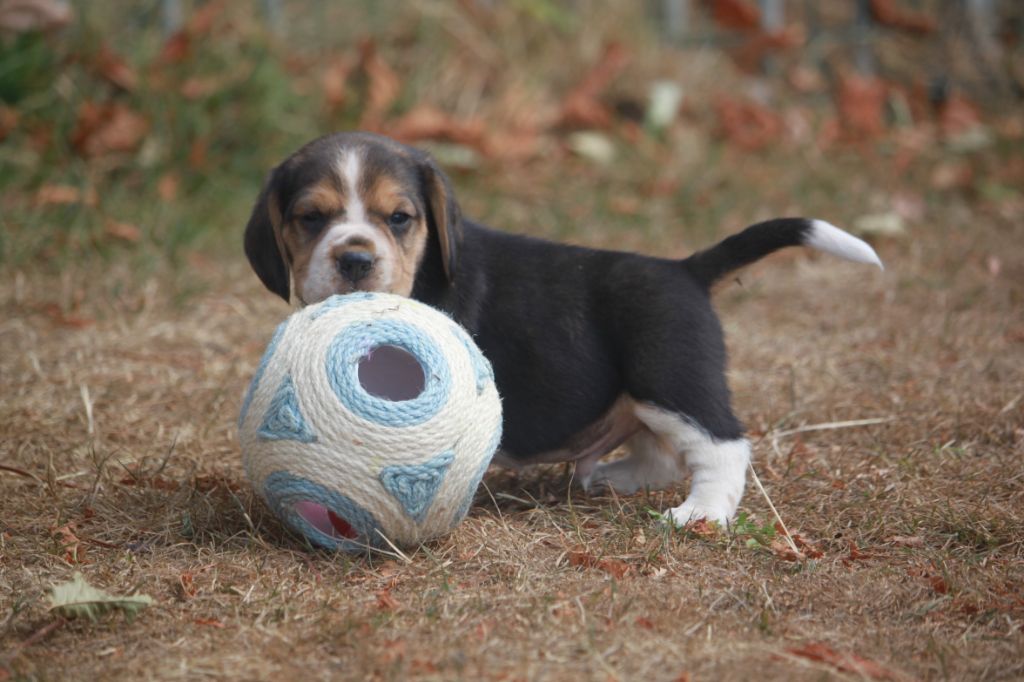 de la Magie de l'Argoat - Chiots disponibles - Beagle