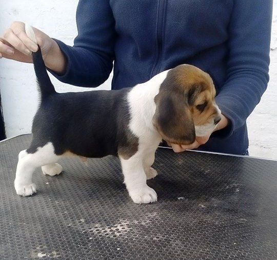 de la Magie de l'Argoat - Beagle - Portée née le 05/04/2018